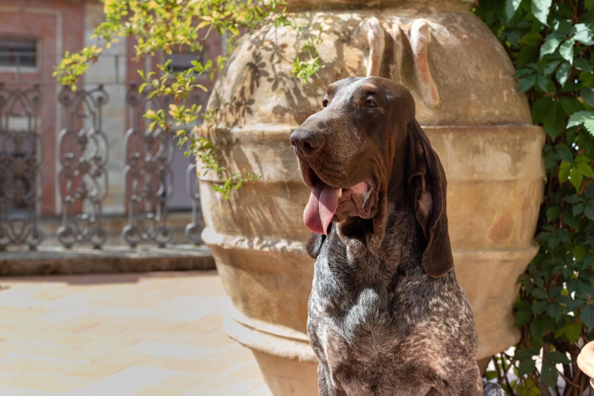 Al Castello di Lari Bed and Breakfast Esterno foto